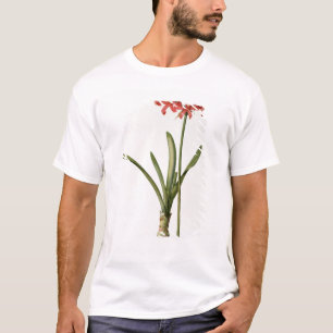 T-shirt Amaryllis Curvifolia, 1809, du ` Les