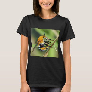 T-shirt Amegilla cingulata
