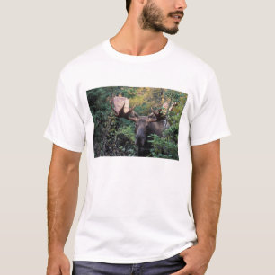 T-shirt Amérique du Nord, Canada, Nouvelle-Écosse, Cap-Bre
