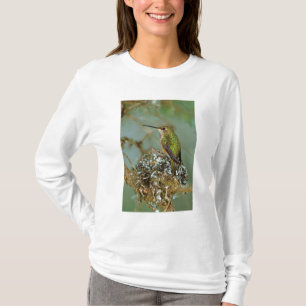 T-shirt Amérique du Nord, États-Unis, Alaska. Colibri à go