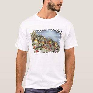 T-shirt Amérique du Nord, États-Unis, NH, Automne en Nouve