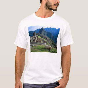 T-shirt Amérique du Sud, Pérou. Un lama se repose sur une 