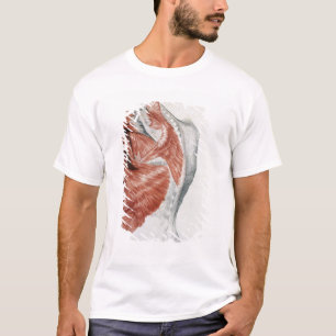 T-shirt Anatomie humaine ; Muscles du torse et de l'épaul