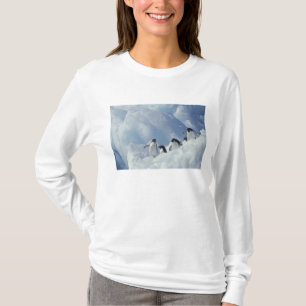 T-shirt Antarctique. Manchots Adélie