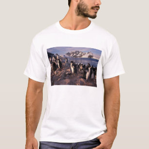 T-shirt Antarctique, poussins de manchots Adélie