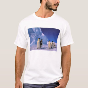 T-shirt Antarctique, Territoire antarctique australien, 7