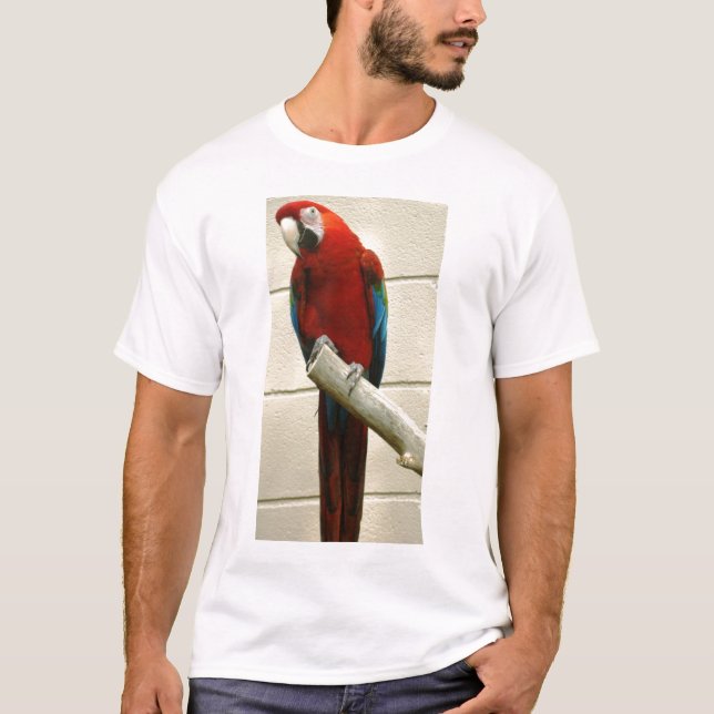 T-shirt Ara d'écarlate (Devant)