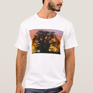 T-shirt arbre baobab africain, Adansonia digitata,