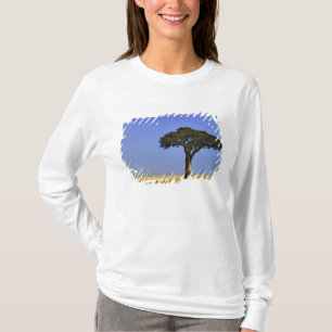T-shirt Arbre d'acacia isolé dans les plaines herbeuses, M