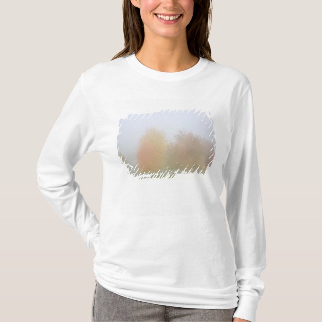 T-shirt Arbres de chute enveloppés en brume (Devant)