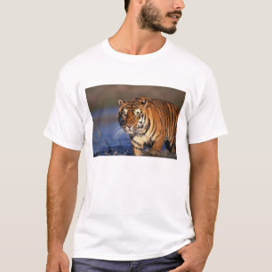 T-shirt ASIE, Inde, Tigre du Bengale Panthera tigris)