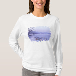 T-shirt Asie, Japon, Hokkaido, Parc national d'Akan, cygne