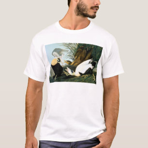 T-shirt Audubon : Canard d'Eider