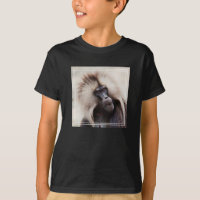 Babouin gelada, Éthiopie