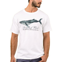 Baleine à bosse d'aquarelle, Megaptera Novaeanglia