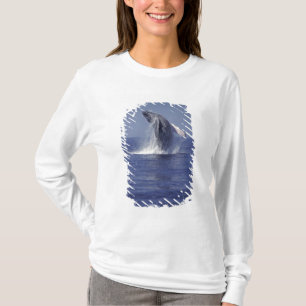 T-shirt Baleine à bosse faisant une brèche (Megaptera