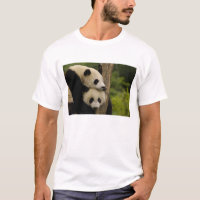 Bébés pandas géants Ailuropoda melanoleuca)