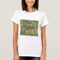 Bee Balm (Bergamont) en août