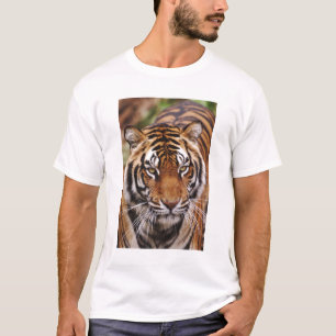 T-shirt Bengal Tiger, Panthera tigris