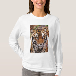 T-shirt Bengal Tiger, Panthera tigris
