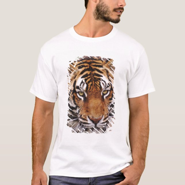 T-shirt Bengal Tiger, Panthera tigris (Devant)