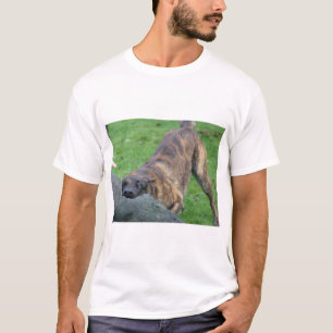 T-shirt Berger néerlandais