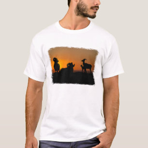 T-shirt Bighorn Sheep
