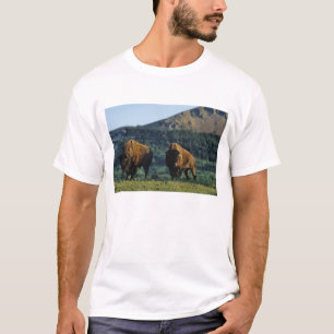 T-shirt Bisons mâles au parc national des lacs Waterton