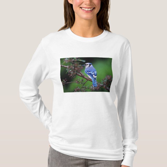 T-shirt Blue Jay, Cyaoncitta cristata (Devant)