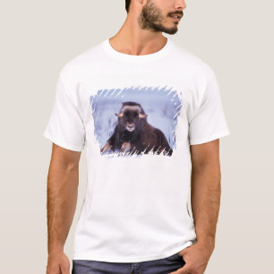 T-shirt bœuf musqué, Ovibos moschatus, jeune taureau
