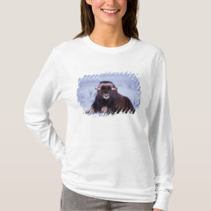 T-shirt bœuf musqué, Ovibos moschatus, jeune taureau