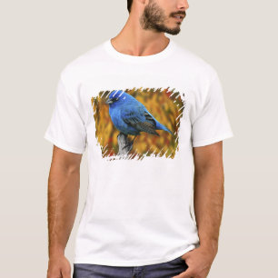 T-shirt Bruant indigo mâle, Passerina cyanea