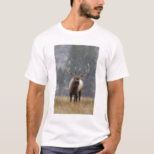 T-shirt Bulle de l'Elk, Yellowstone NP, Wyoming 2