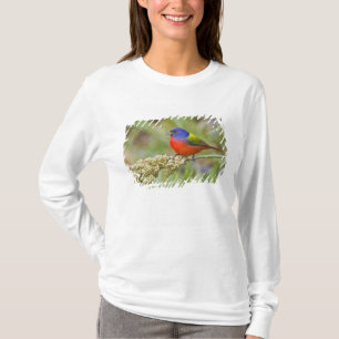 T-shirt Bunting peint (ciris passeriens) alimentation mâle