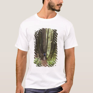 T-shirt CA, Jedediah Smith Redwoods State Park,
