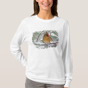 T-shirt Cardinal du Nord femelle dans un pin enneigé,