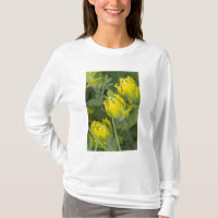 Castilleja en ornithologie