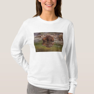 T-shirt castor, Castor canadensis, va nager