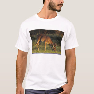T-shirt Cerf de Virginie, Odocoileus virginianus