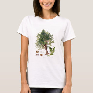 T-shirt Châtaigne douce, gravée par A. Haase (litho de