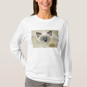 T-shirt Chaton Ragdoll