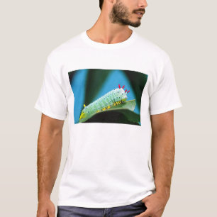 T-shirt Chenille du papillon Prométhée, Callosamia