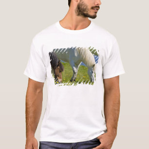 T-shirt Chevaux islandais dans l'ouest de l'Islande.