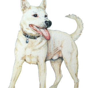 T-shirt Chien à culotte blanc américain