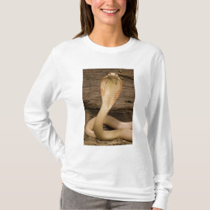 T-shirt Cobra à monocle albinos, Naja kaouthia, enroulé