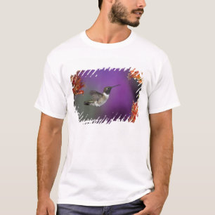 T-shirt Colibri à gorge noire, Archilochus alexandri,