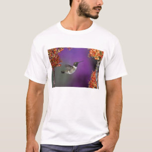 T-shirt Colibri à gorge noire, Archilochus alexandri,