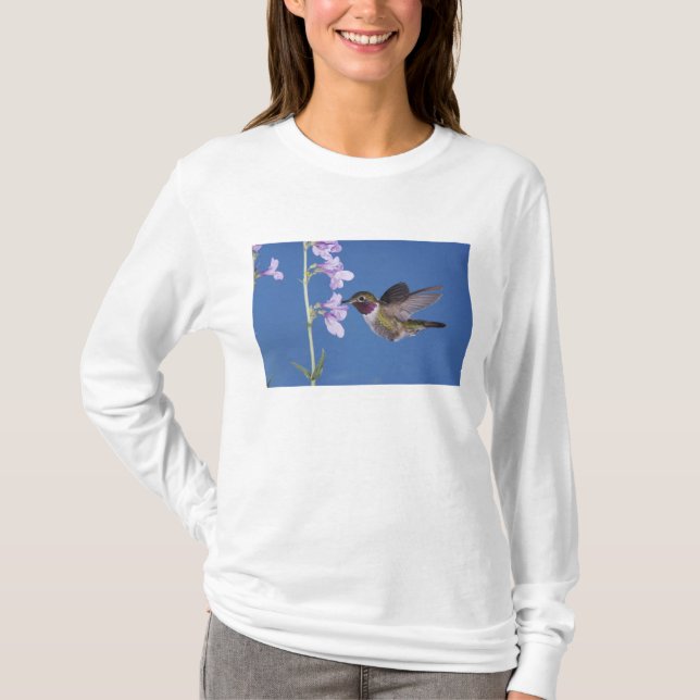 T-shirt Colibri à queue large, Selasphorus (Devant)