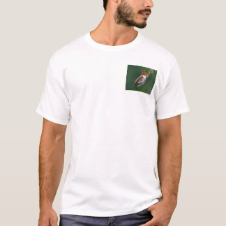 T-shirt Colibri roux