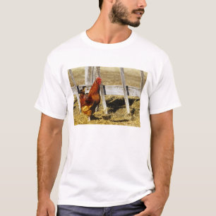 T-shirt Coq Rhode Island Red